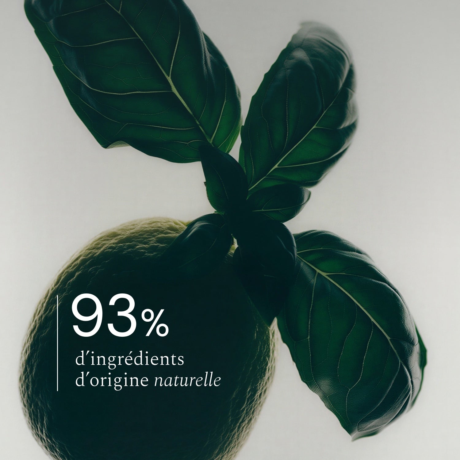 Illutration visuelle 2 de notre Parfum d'Intérieur | Basilic Citron What Matters